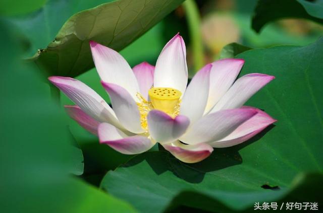 喝酒感悟人生哲理精辟句子,品茶感悟人生哲理精辟句子