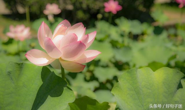 喝酒感悟人生哲理精辟句子,品茶感悟人生哲理精辟句子
