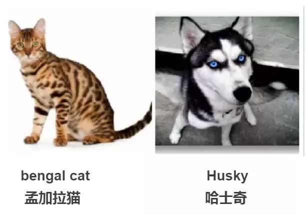 看到猫只会说Cat,看到狗只会说Dog?讲真,你的英文太差了