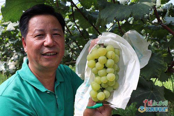 竺君灿:小小葡萄干成大产业农田变公园玩转高科技+农业