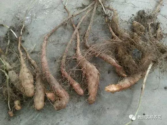 山药发芽全过程,山药发芽一根都不能吃吗