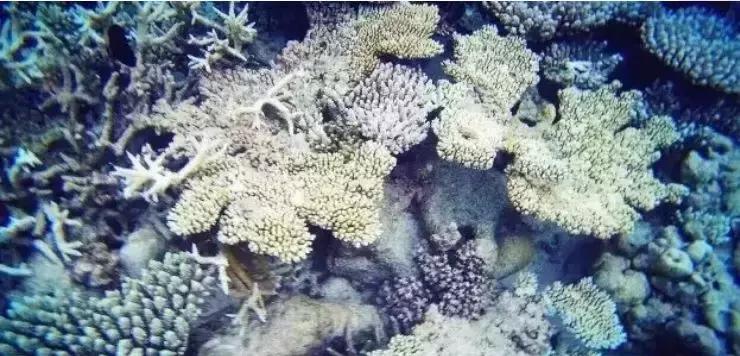 离马累近的居民岛,离马累近的旅游岛