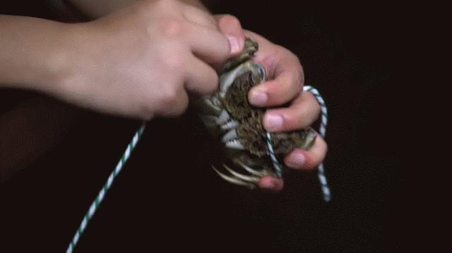 正宗阳澄湖大闸蟹到底长啥样,正宗阳澄湖大闸蟹到底什么样子