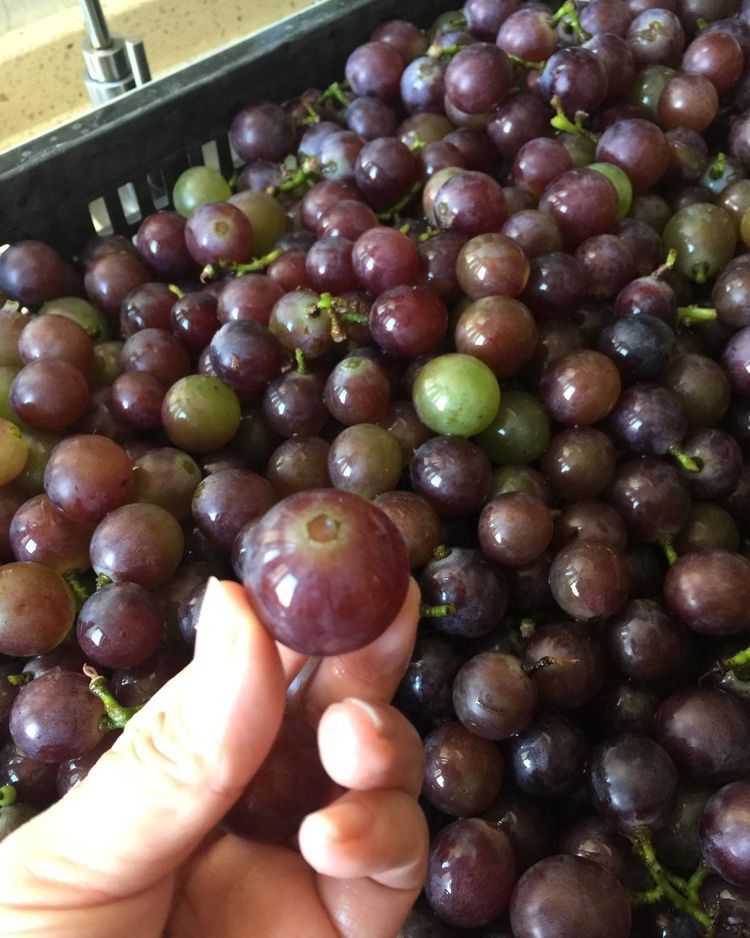 自酿葡萄酒怎么判断葡萄酒坏掉了,葡萄酒怎么酿家庭版