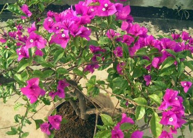 中国红三角梅叶子发卷吗,三角梅干的叶子发卷怎么办