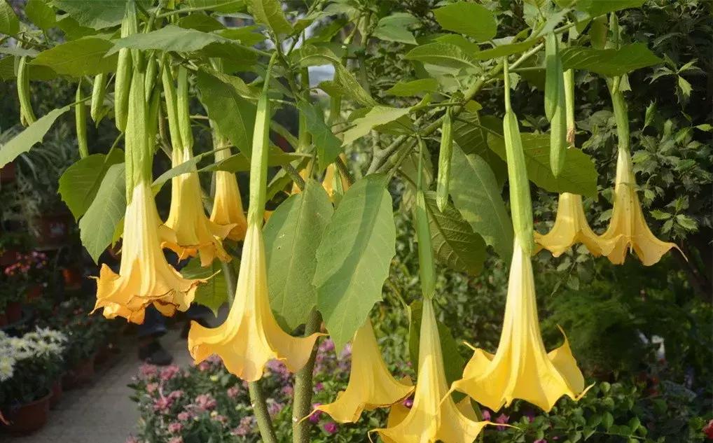 秋葵与曼陀罗的区别,秋葵与曼陀罗花