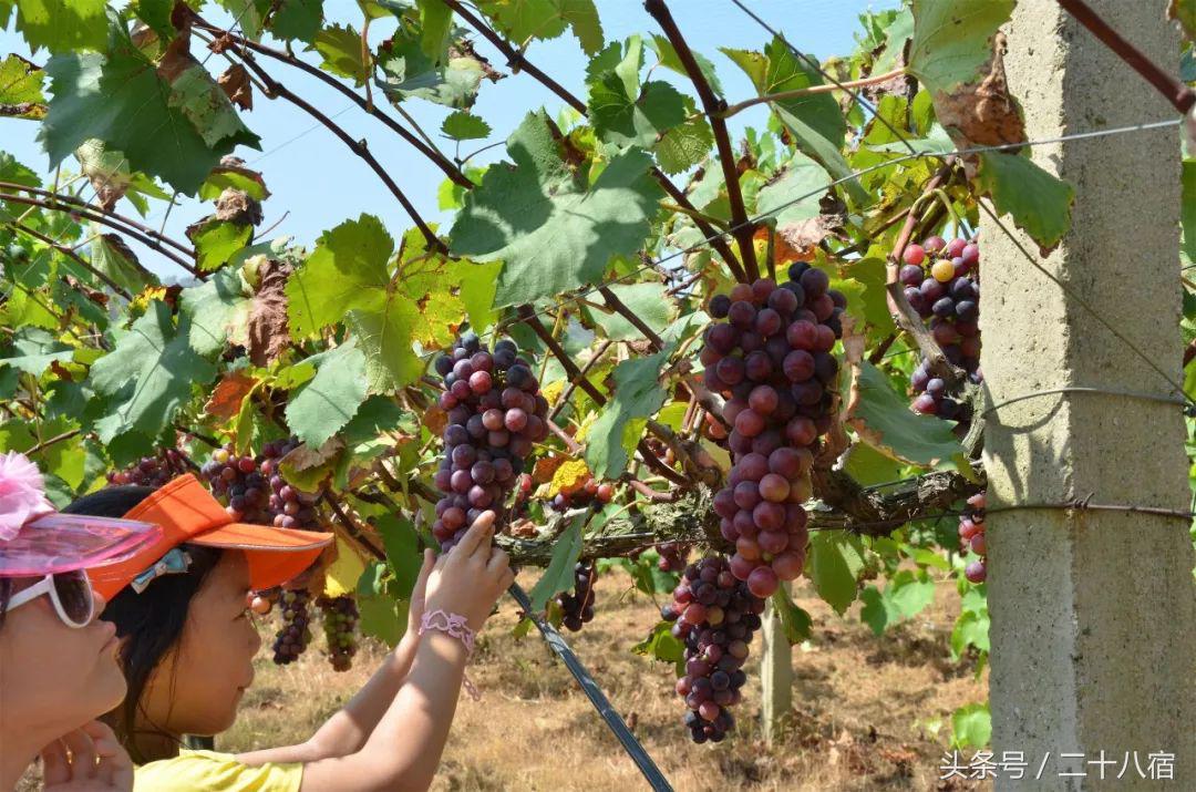 陈柏霖纳米比亚自驾游视频,陈柏霖在沙漠开车