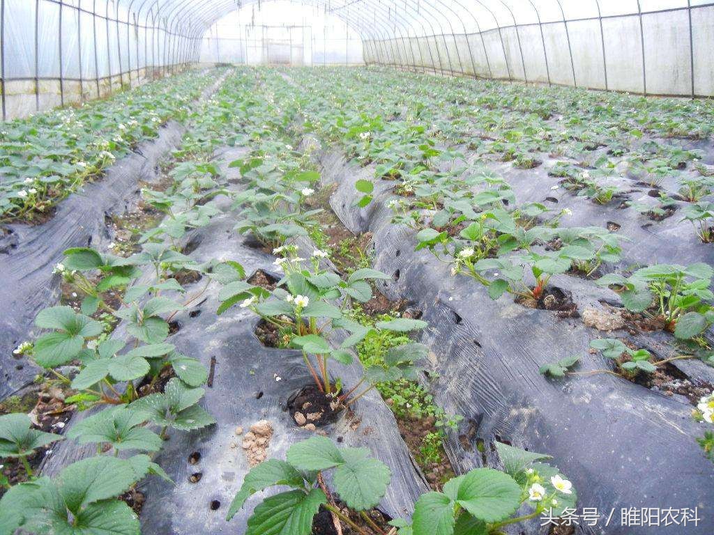 种草莓注意哪些事项,夏天种草莓死苗