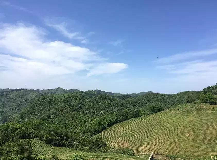 湖南千亿茶产业,湖南茶业产业发展现状