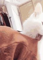 被猫主子舔毛,大早上被猫主子舔醒