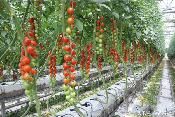 番茄髓部坏死是怎么回事,番茄细菌性髓部坏死的发病原因