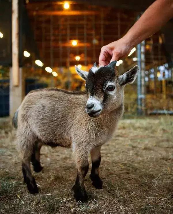 世界上最小的24种动物,世界上胆子最小的动物