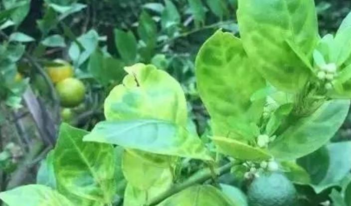 砂糖橘黄化一定是黄龙病吗？从以下几个方面治理！