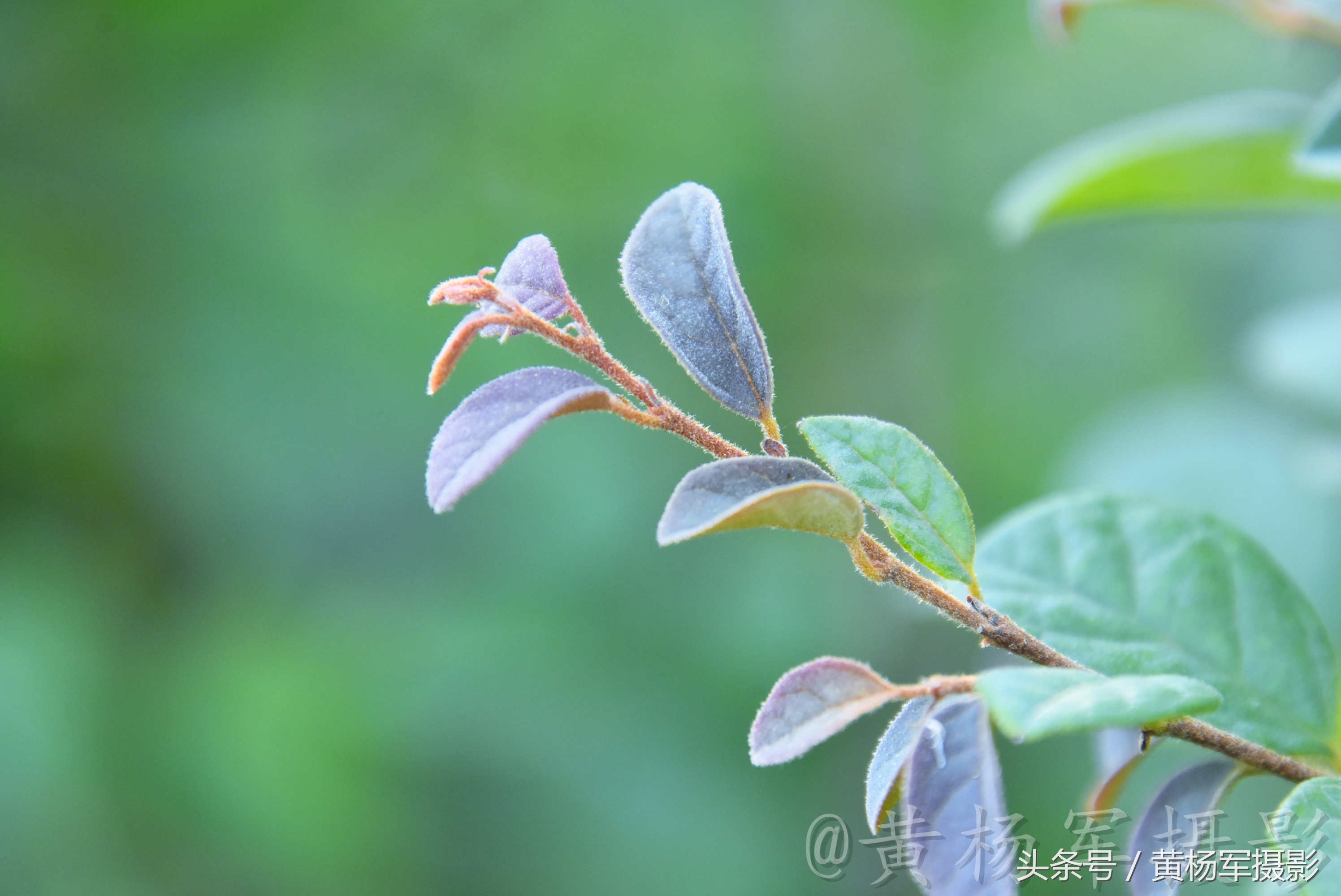 遇见·红花继木·的美