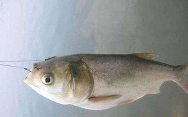 鲢鳙怎么才能钓的多,鲢鳙钓法能钓到翘嘴吗