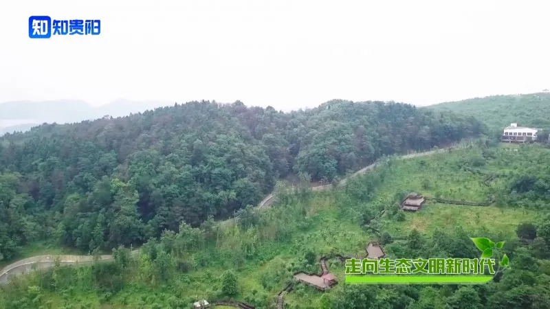 “百山治理”之后，我市这些山体都披上了绿装，有你常见到的吗？