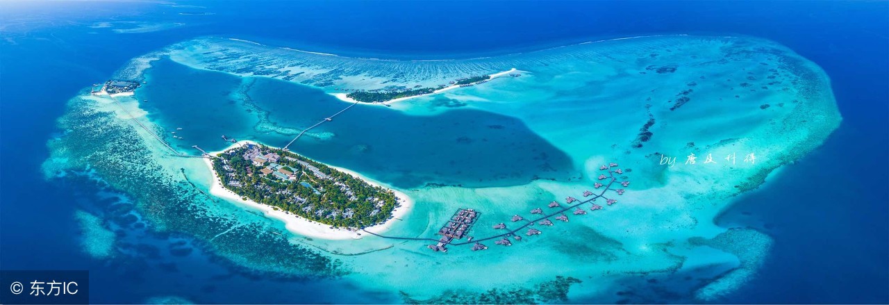 大连海洋岛海参是野生海参吗,青岛的海参好还是大连的海参好