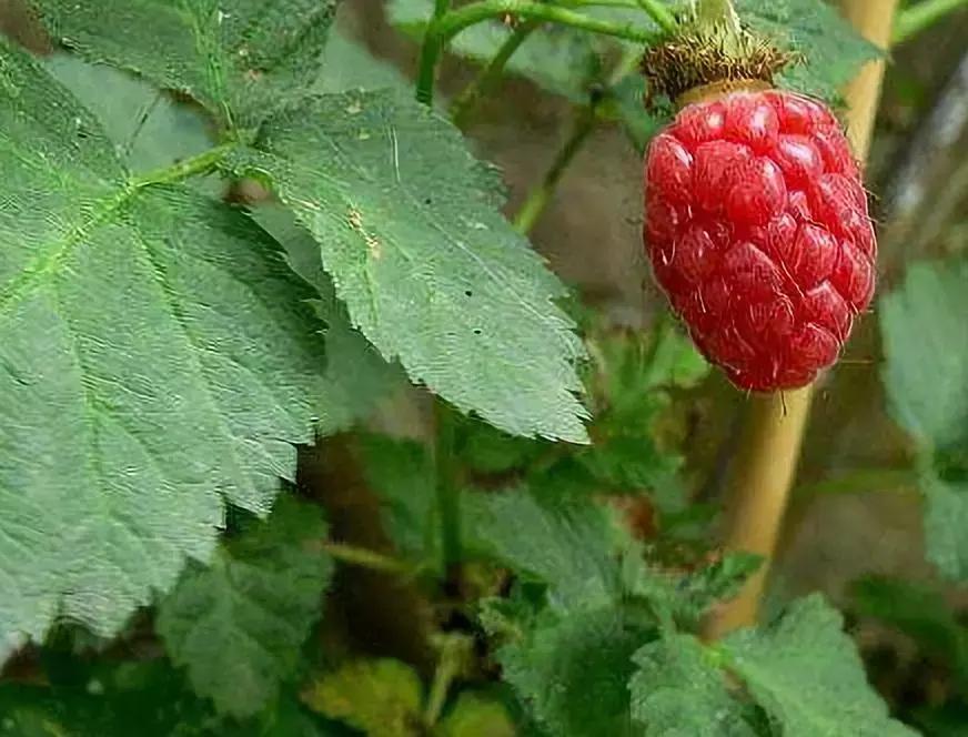 那些奇葩水果,哪些奇特的水果你吃过几种