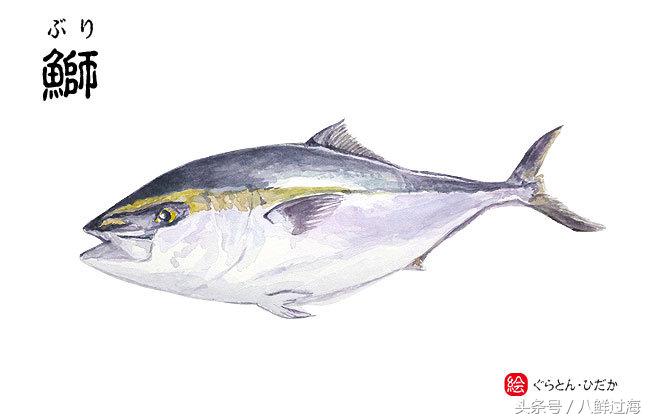 鰤鱼在哪里吃,日本寒鰤鱼做法