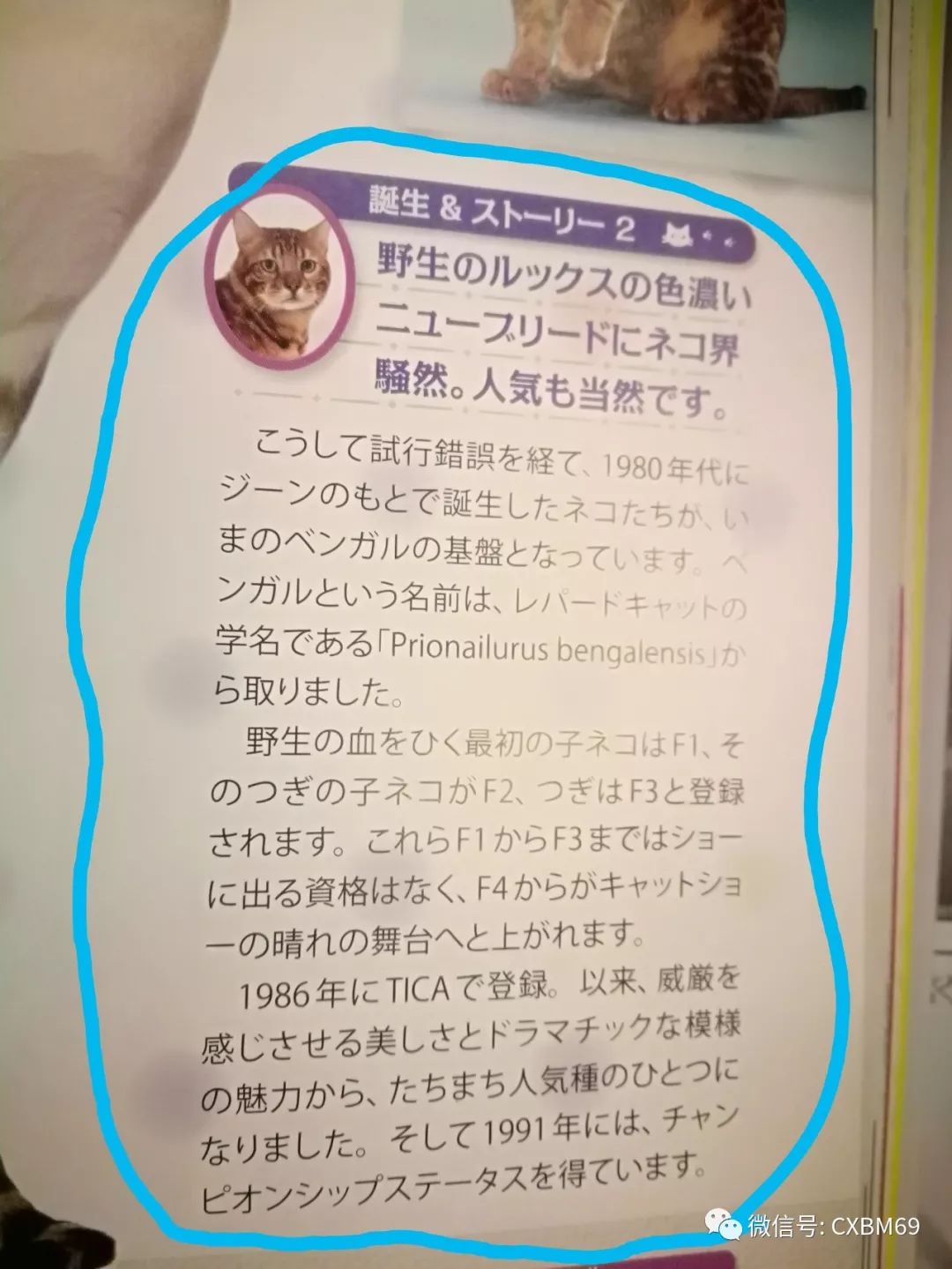 孟加拉豹猫哪个颜色最稀有,孟加拉豹猫纯种一般多少