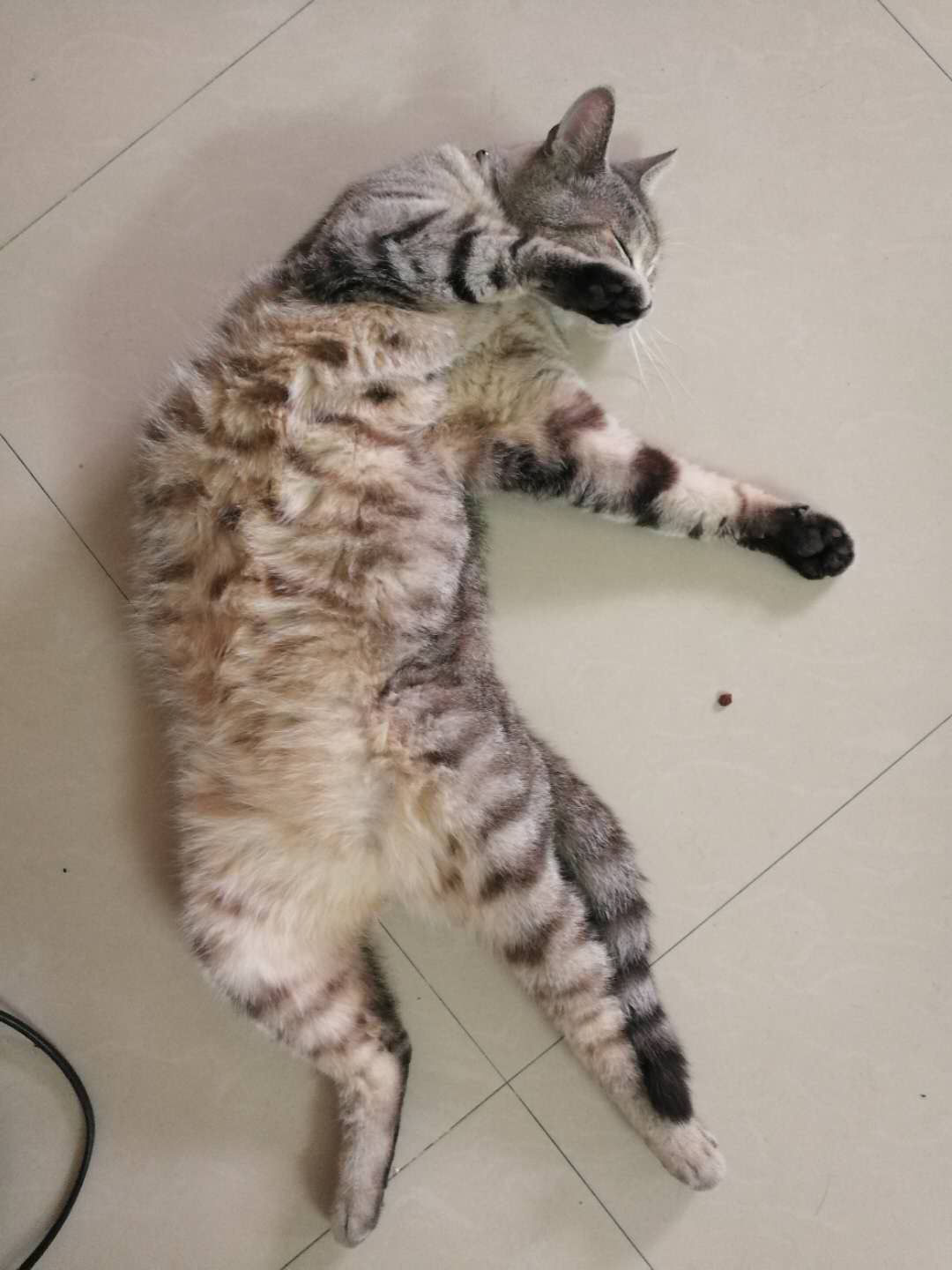 开饭啦营养餐怎么做,怎么自己动手做猫粮又健康又营养