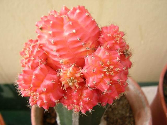 状元牡丹怎么养,绯牡丹怎么繁殖