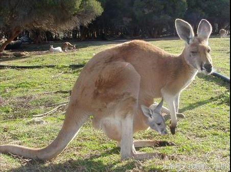袋鼠袋子里是什么样的,袋鼠在妈妈袋子里的成长过程