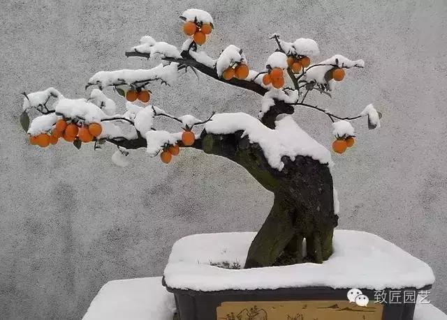 阳台养护金弹子盆景达人,金弹子盆景养护与管理