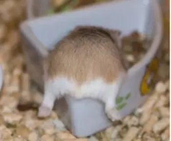 仓鼠食粮养鼠日常分享,仓鼠饲养攻略小猫