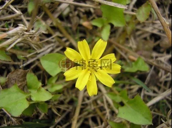 陆龟吃什么蔬菜水果比较好,陆龟最适合哪种牧草