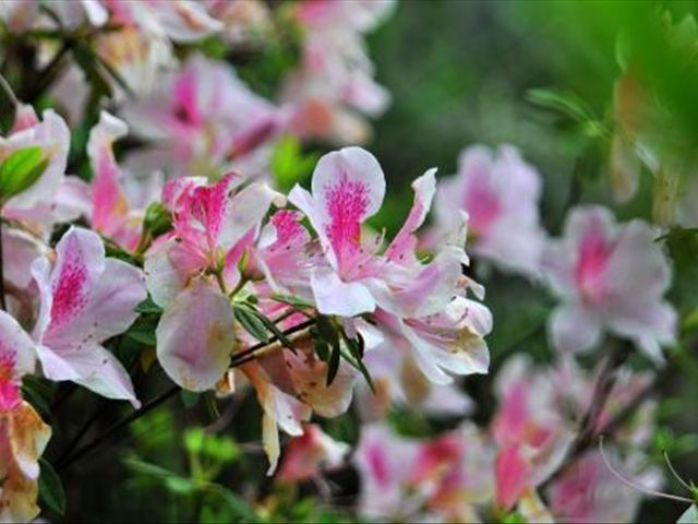 杜鹃花叶子发蔫落叶怎么办,杜鹃花叶子发褐怎么办