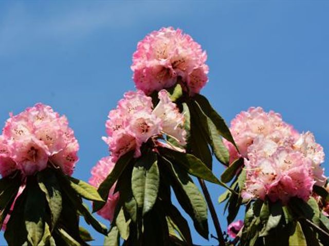 杜鹃花叶子发蔫落叶怎么办,杜鹃花叶子发褐怎么办