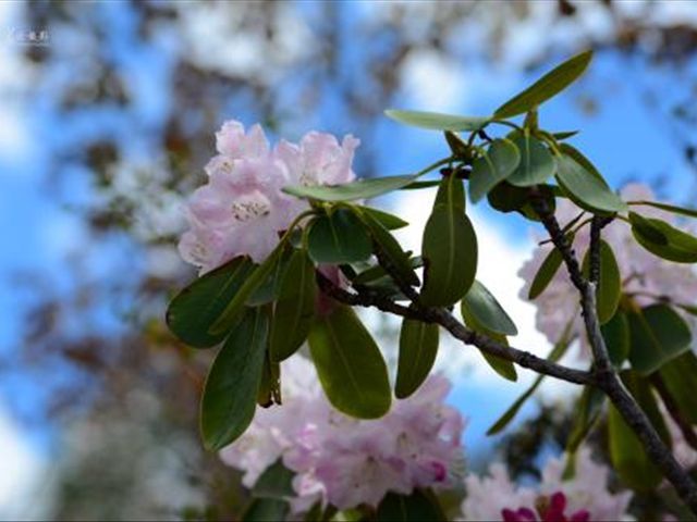 杜鹃花被冻蔫了怎么救活,杜鹃花出现各种状况时怎么办