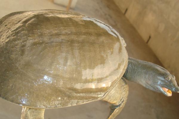 甲鱼外塘怎么肥水,甲鱼外塘养殖视频大全