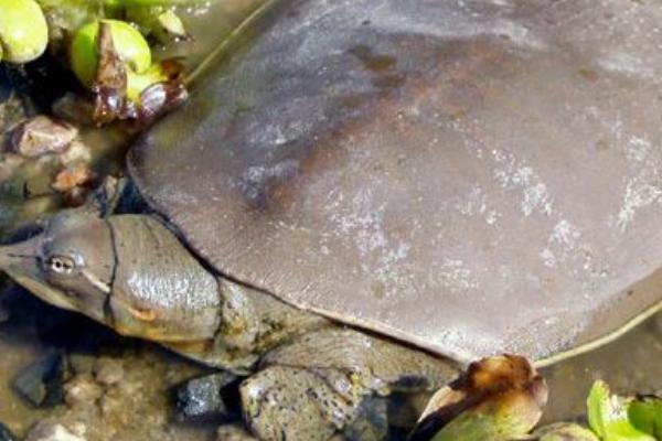 甲鱼外塘怎么肥水,甲鱼外塘养殖视频大全