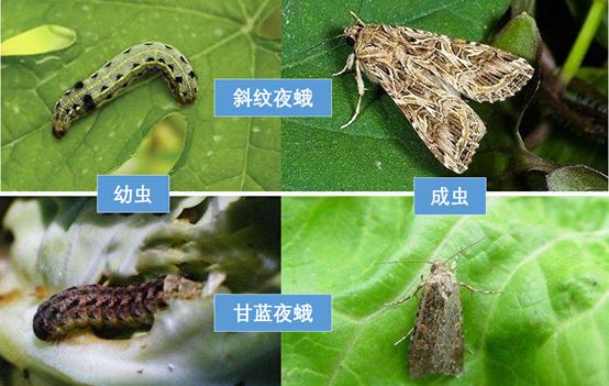 花菜有虫害怎么治,早春露地花菜有什么病虫害