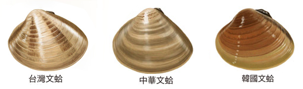 海边贝类种类,各种贝类的名称