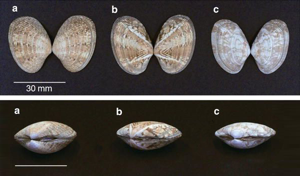 蛏子扇贝各种贝类如何区分,海鲜蛏的品种大全