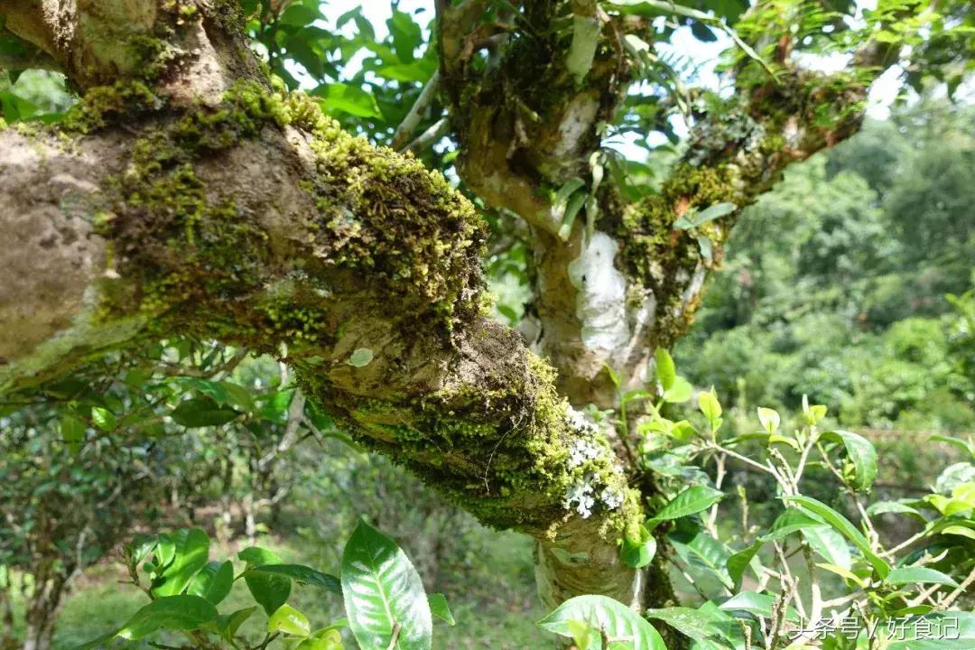 全世界最好的古树茶园,景迈山古茶园有几片