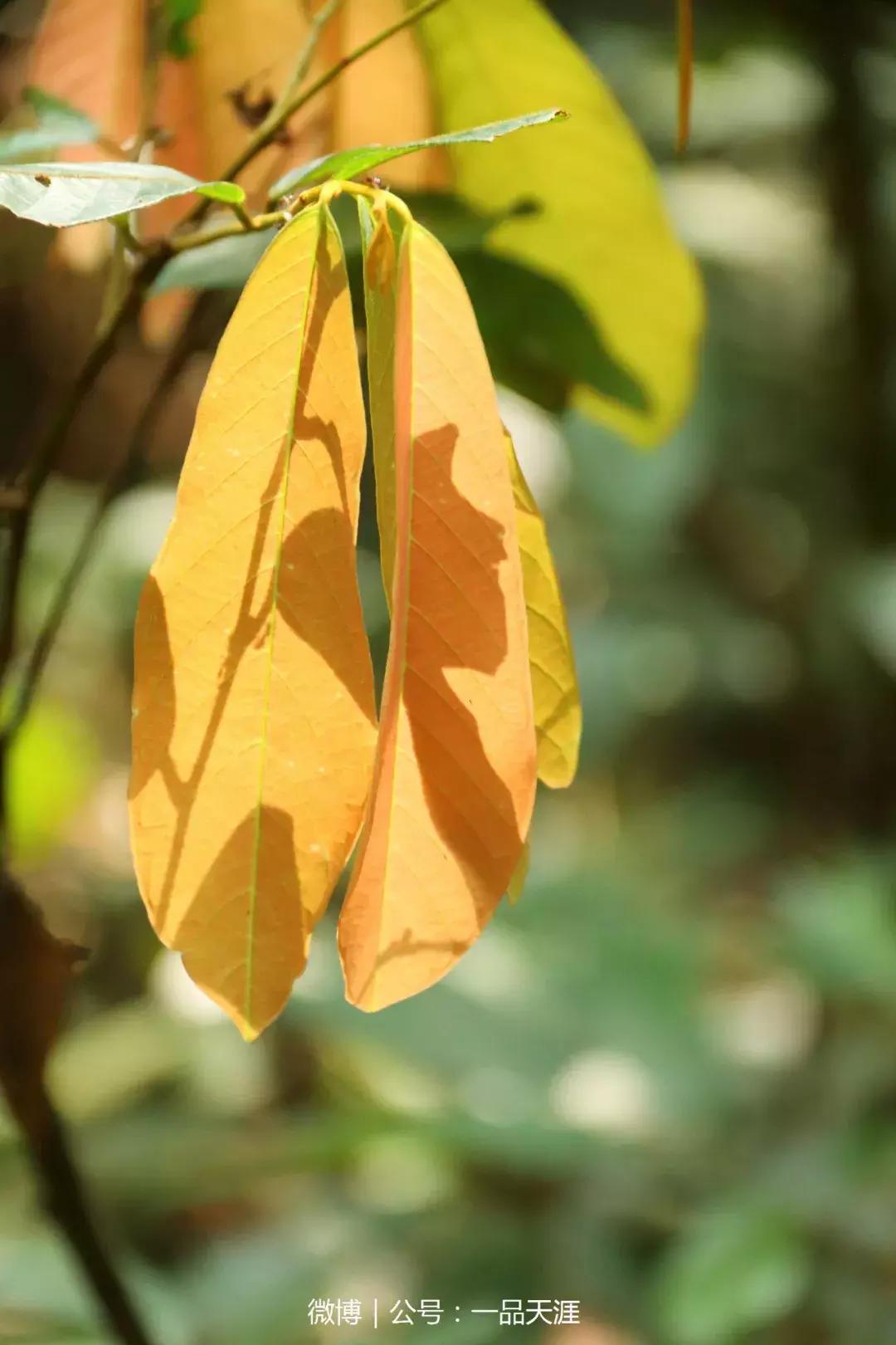 宋端宗、文天祥和红军都钟爱的明溪古村，我们有什么理由拒绝？