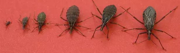 美洲锥虫病是怎么引起的,美洲锥虫病怎么传播的