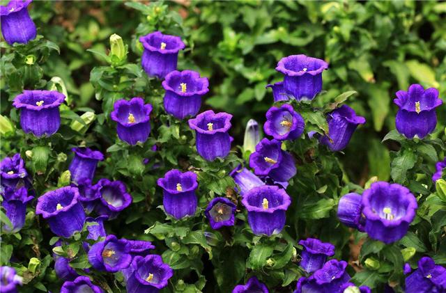 风铃草怎么养分枝多,风铃草盆栽怎么养护