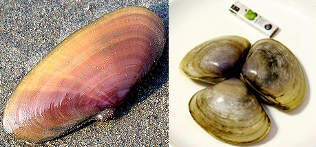 蛏子贝壳类海鲜,贝类海鲜有哪些毛蚶