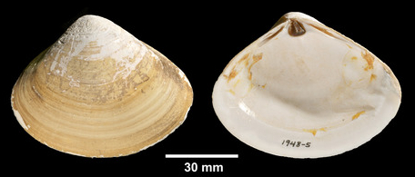 海边贝类种类,各种贝类的名称