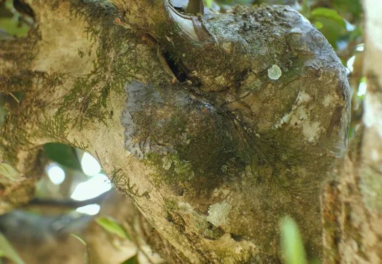 布朗族普洱茶的制作工艺,勐库源头手工制作普洱茶老工艺