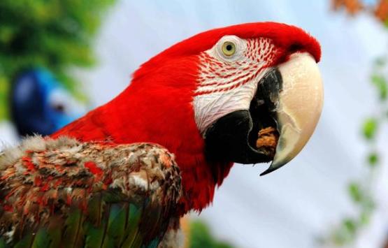 心理测试你最想要哪只宠物,心理测试选一顶王冠你敢试试吗