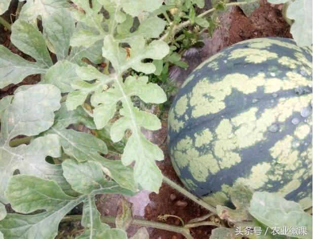 露地西瓜怎么坐果,露地西瓜坐果喷什么药