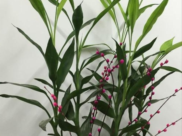 富贵竹黄叶烂根怎么解决,富贵竹黄叶怎么补救最佳方法