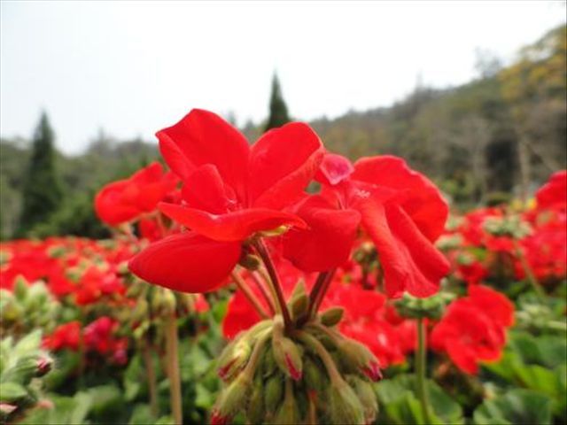 天竺葵病害一半叶枯萎,天竺葵常见的病虫害及防治方法