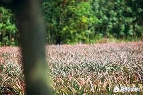 初学者单反相机入门教程,如何学习单反数码相机的简单操作